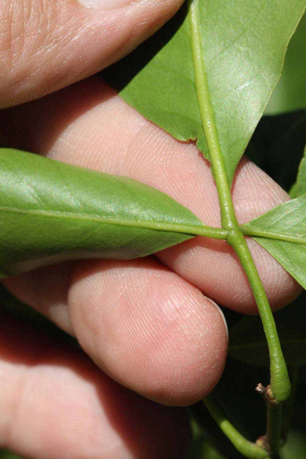              Petiole (Riverside, CA)       